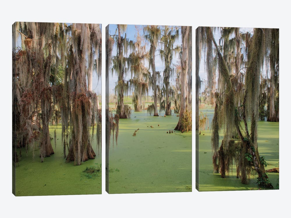 Cypress Trees Draped In Spanish Moss, Circle B Ranch, Polk County, Florida by Adam Jones 3-piece Canvas Artwork
