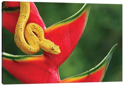 Eyelash Viper, Costa Rica Canvas Art Print - Snake Art