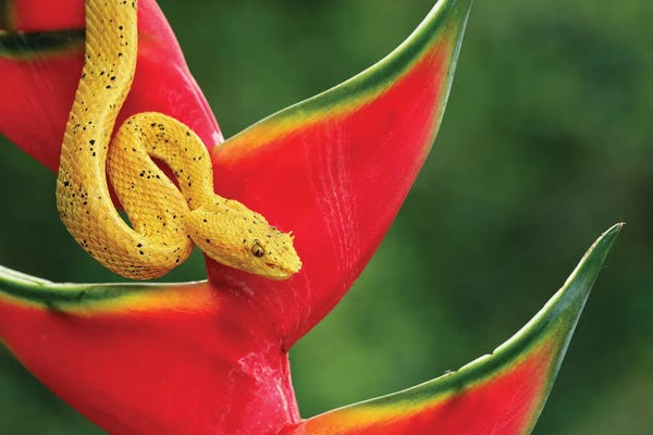 Central America: Eyelash Viper, Costa Rica by Adam Jones