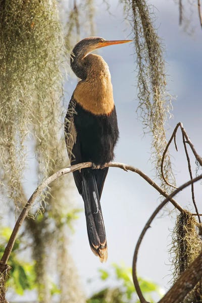 Female Anhinga. Circle B Ranch, Florida by Adam Jones framed canvas print