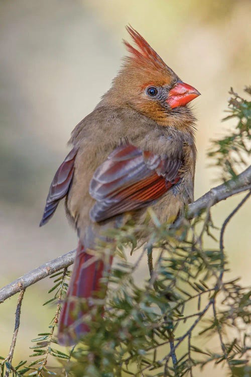 Female Northern Cardinal In Winter