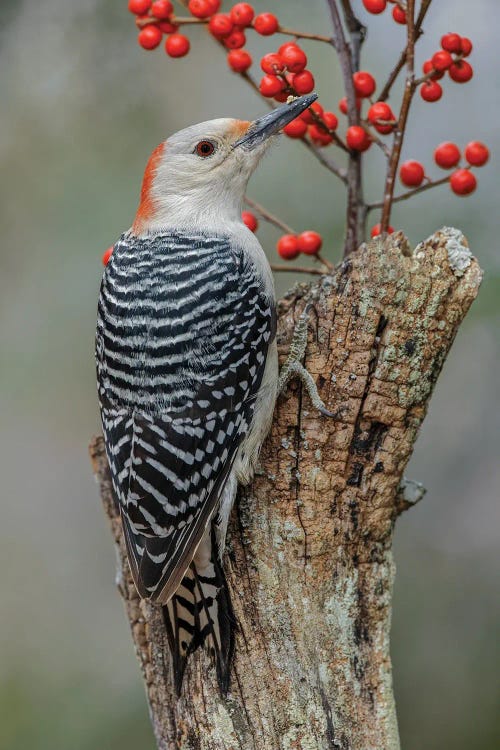 Female Red-Bellied Woodpecker And Red Berries, Kentucky