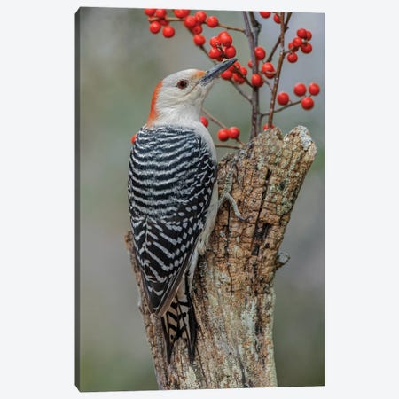 Female Red-Bellied Woodpecker And Red Berries, Kentucky Canvas Print #AJO146} by Adam Jones Canvas Print