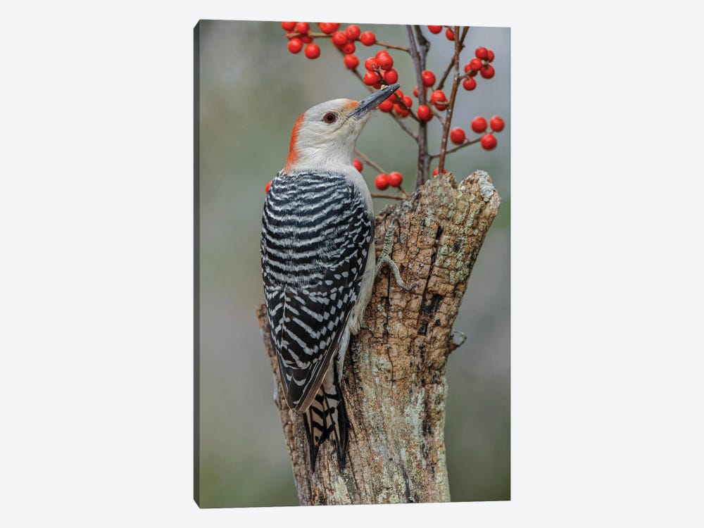 Female Red-Bellied Woodpecker And Red Berries, Kentucky by Adam Jones 1-piece Canvas Print