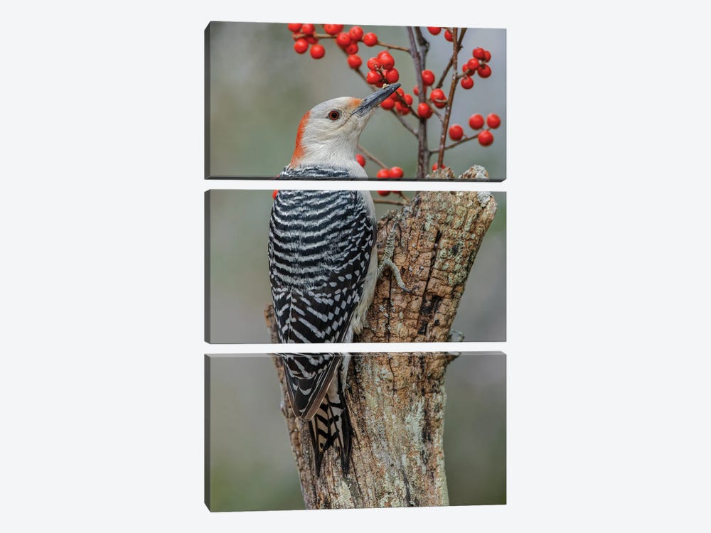 Female Red-Bellied Woodpecker And Red Berries, Kentucky by Adam Jones 3-piece Canvas Print