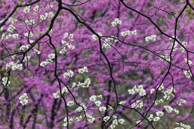 Flowering Dogwood Tree And Distant Eastern Redbud, Kentucky by Adam Jones framed canvas print