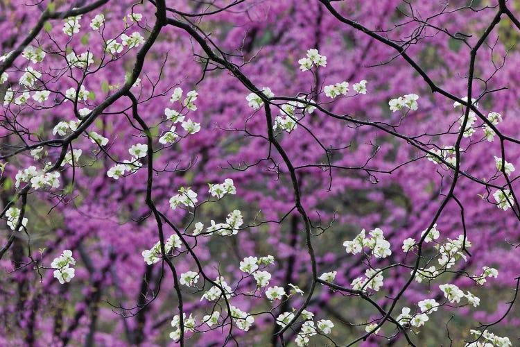 Flowering Dogwood Tree And Distant Eastern Redbud, Kentucky by Adam Jones wall art