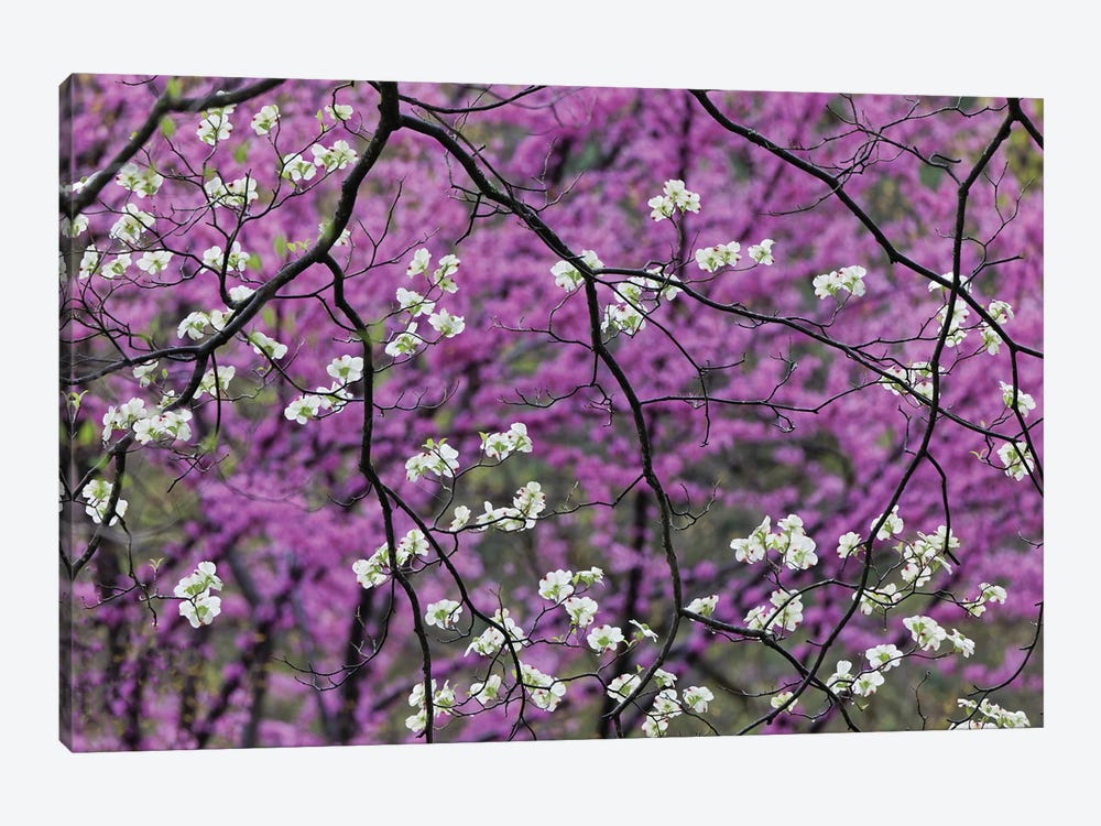 Flowering Dogwood Tree And Distant Eastern Redbud, Kentucky by Adam Jones 1-piece Canvas Art