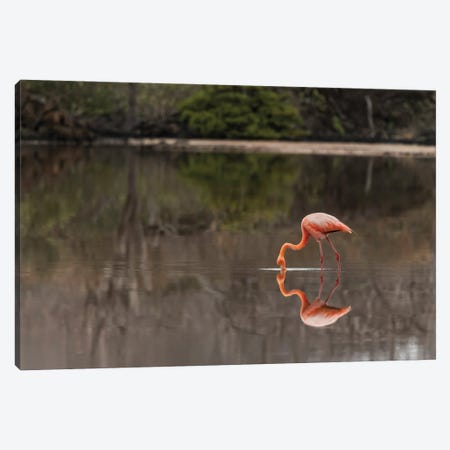 Galapagos Flamingo Or Caribbean Flamingo, Flamingo Lagoon, Punta Cormorant. Floreana Island, Galapagos Isalnds, Ecuador. Canvas Print #AJO148} by Adam Jones Canvas Artwork