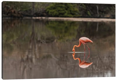 Galapagos Flamingo Or Caribbean Flamingo, Flamingo Lagoon, Punta Cormorant. Floreana Island, Galapagos Isalnds, Ecuador. Canvas Art Print - Adam Jones