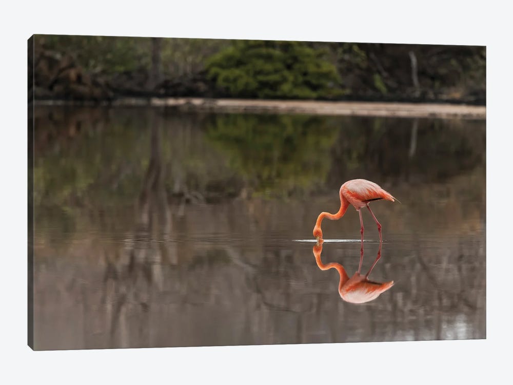 Galapagos Flamingo Or Caribbean Flamingo, Flamingo Lagoon, Punta Cormorant. Floreana Island, Galapagos Isalnds, Ecuador. by Adam Jones 1-piece Art Print