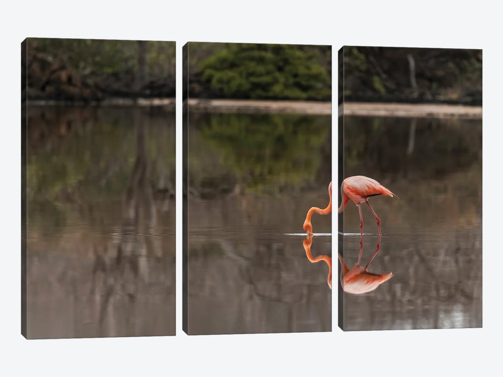 Galapagos Flamingo Or Caribbean Flamingo, Flamingo Lagoon, Punta Cormorant. Floreana Island, Galapagos Isalnds, Ecuador. by Adam Jones 3-piece Canvas Art Print