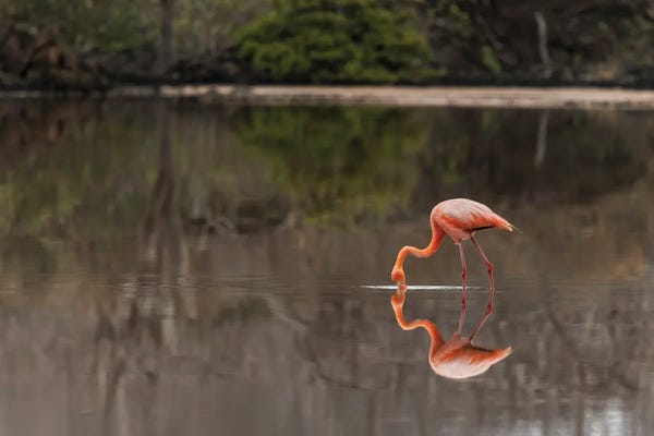 Ecuador: Galapagos Flamingo Or Caribbean Flamingo, Flamingo Lagoon, Punta Cormorant. Floreana Island, Galapagos Isalnds, Ecuador. by Adam Jones