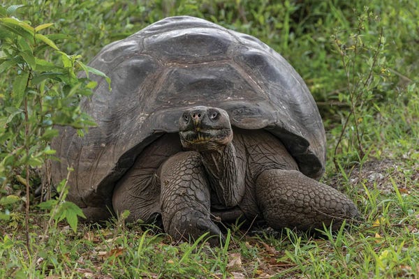 Turtles: Galapagos Giant Tortoise. Genovesa Island, Galapagos Islands, Ecuador. by Adam Jones