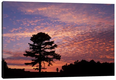 Pine Tree Silhouette At Sunrise, Cumberland Gap National Historic Park, Kentucky, USA Canvas Art Print - Evergreen Tree Art