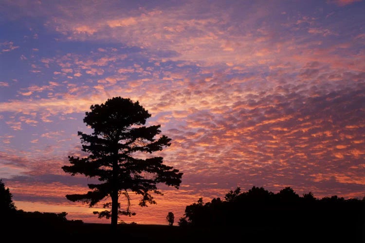 Pine Tree Silhouette At Sunrise, Cumberland Gap National Historic Park, Kentucky, USA