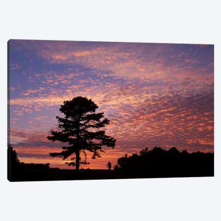 Pine Tree Silhouette At Sunrise, Cumberland Gap National Historic Park, Kentucky, USA Canvas Print #AJO14} by Adam Jones Canvas Wall Art