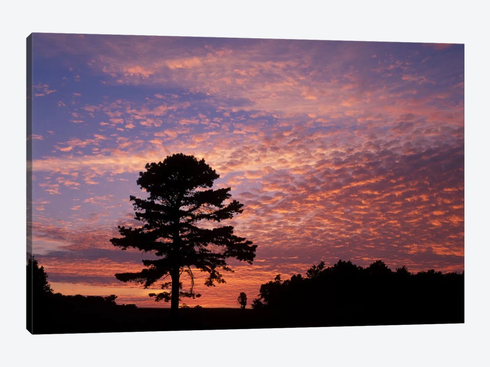 Pine Tree Silhouette At Sunrise, Cumberland Gap National Historic Park, Kentucky, USA 1-piece Canvas Art