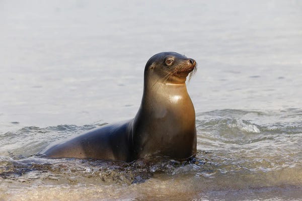 Seals & Sea Lions: Galapagos Sea Lion, San Cristobal Island, Galapagos Islands, Ecuador. by Adam Jones