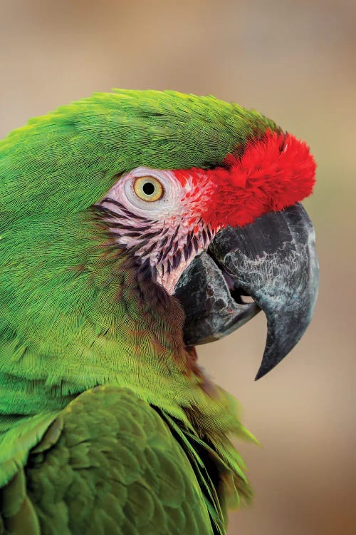 Great Green Macaw, Native To South America