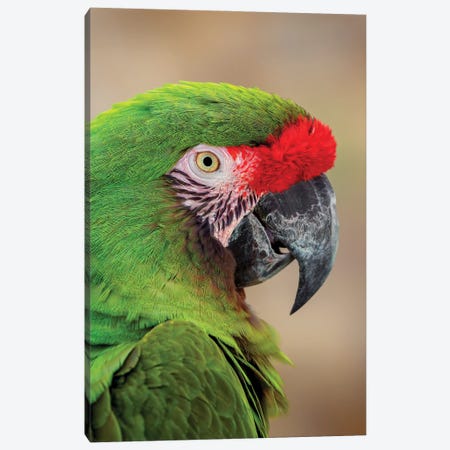 Great Green Macaw, Native To South America Canvas Print #AJO151} by Adam Jones Canvas Print