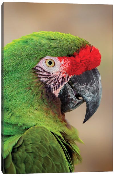 Great Green Macaw, Native To South America Canvas Art Print - Macaw Art