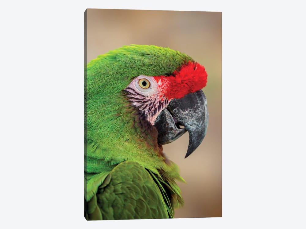 Great Green Macaw, Native To South America by Adam Jones 1-piece Art Print