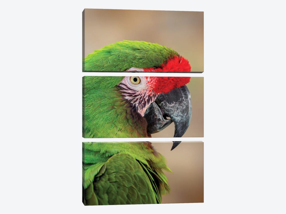 Great Green Macaw, Native To South America by Adam Jones 3-piece Canvas Art Print