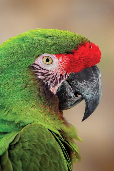 Macaws: Great Green Macaw, Native To South America by Adam Jones