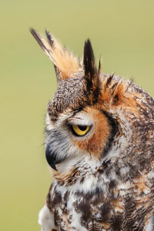 Great Horned Owl Portrait by Adam Jones wall art