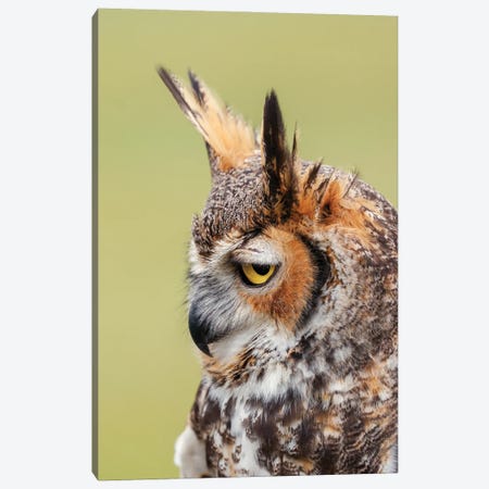 Great Horned Owl Portrait Canvas Print #AJO152} by Adam Jones Art Print