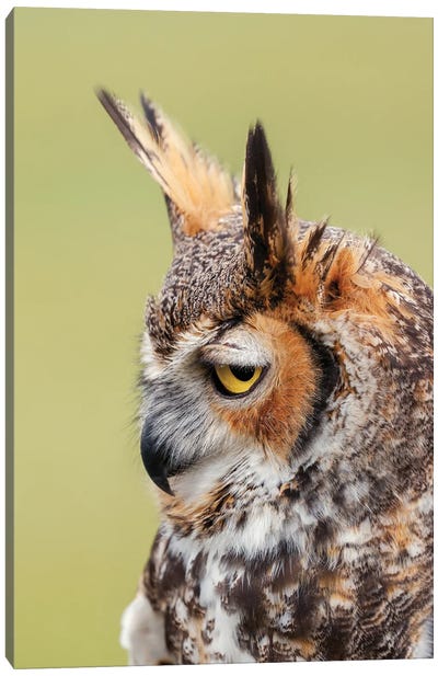 Great Horned Owl Portrait Canvas Art Print - Adam Jones