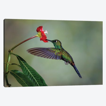 Green Crowned Brilliant Hummingbird, Costa Rica Canvas Print #AJO153} by Adam Jones Canvas Print