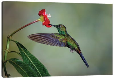 Green Crowned Brilliant Hummingbird, Costa Rica Canvas Art Print - Adam Jones