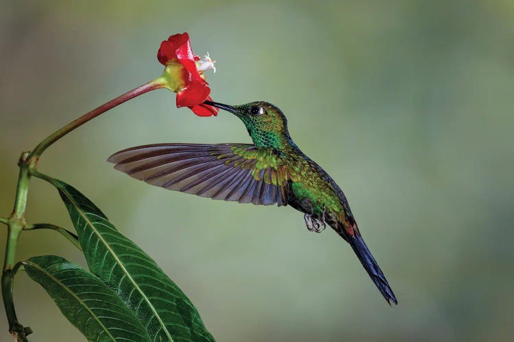 Green Crowned Brilliant Hummingbird, Costa Rica by Adam Jones wall art