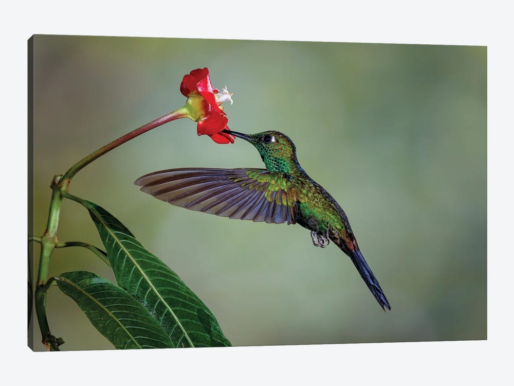 Green Crowned Brilliant Hummingbird, Costa Rica by Adam Jones 1-piece Canvas Art Print