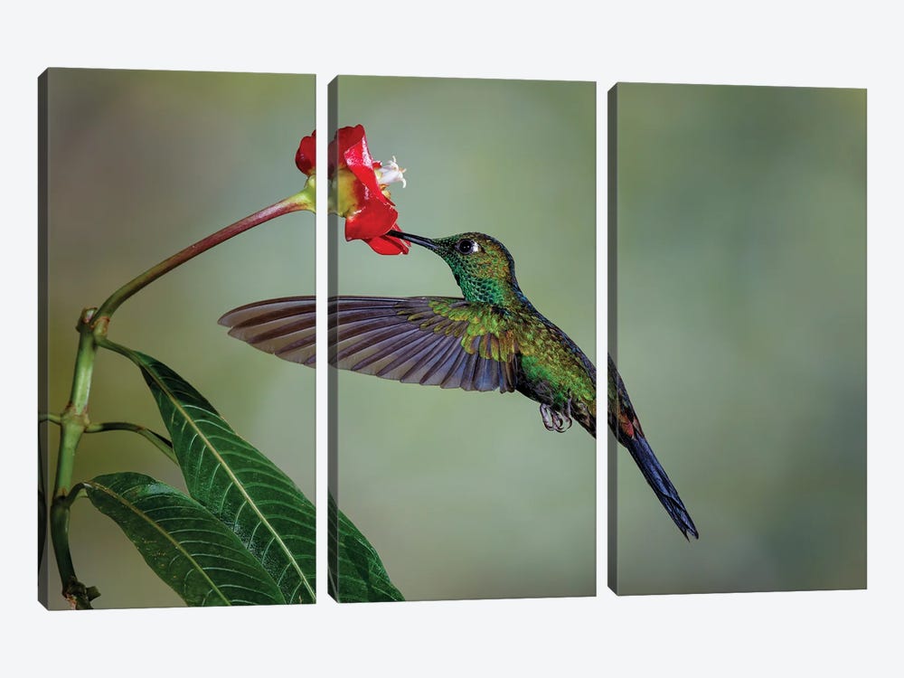Green Crowned Brilliant Hummingbird, Costa Rica by Adam Jones 3-piece Canvas Print