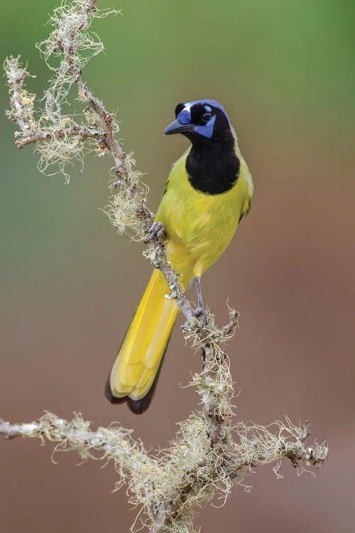 Green Jay. Rio Grande Valley, Texas I