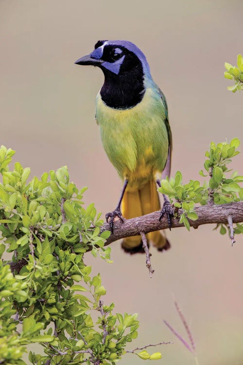 Green Jay. Rio Grande Valley, Texas II