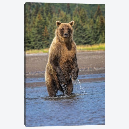 Grizzly Bear Standing, Lake Clark National Park And Preserve, Alaska Canvas Print #AJO156} by Adam Jones Canvas Artwork