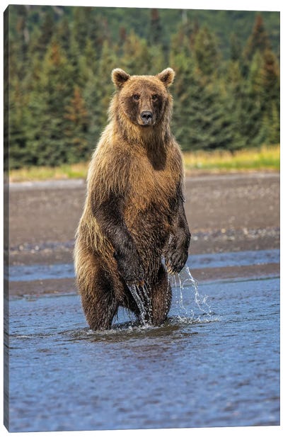 Grizzly Bear Standing, Lake Clark National Park And Preserve, Alaska Canvas Art Print - Adam Jones