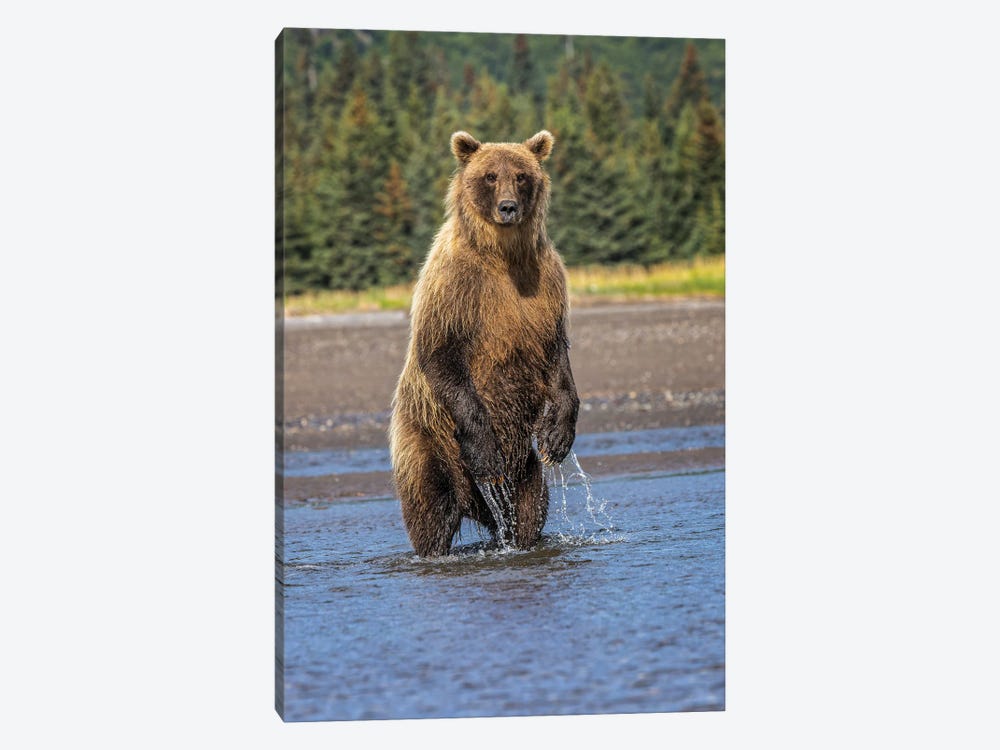 Grizzly Bear Standing, Lake Clark National Park And Preserve, Alaska by Adam Jones 1-piece Canvas Artwork