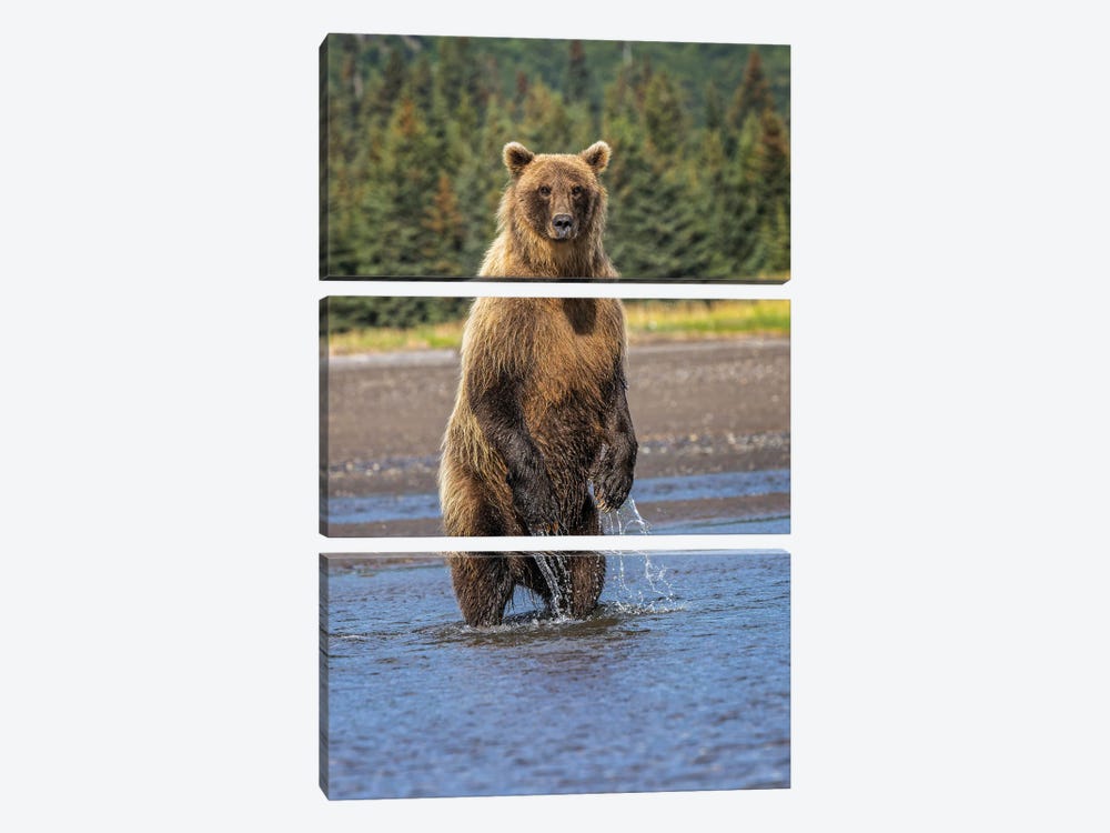 Grizzly Bear Standing, Lake Clark National Park And Preserve, Alaska by Adam Jones 3-piece Canvas Art