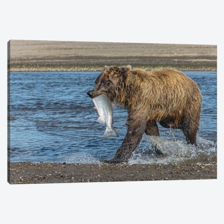 Grizzly Bear With Salmon In Mouth, Silver Salmon Creek Lake Clark National Park And Preserve, Alaska Canvas Print #AJO157} by Adam Jones Canvas Artwork