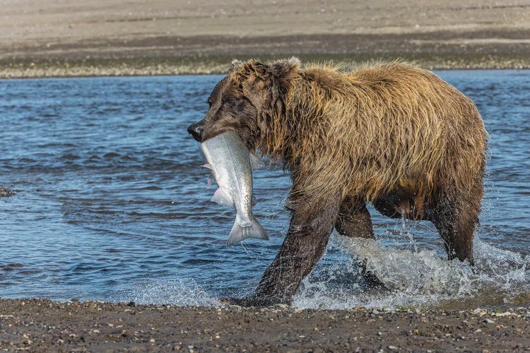 Grizzly Bear With Salmon In Mouth, Silver Salmon Creek Lake Clark National Park And Preserve, Alaska by Adam Jones wall art