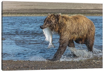 Grizzly Bear With Salmon In Mouth, Silver Salmon Creek Lake Clark National Park And Preserve, Alaska Canvas Art Print - Adam Jones