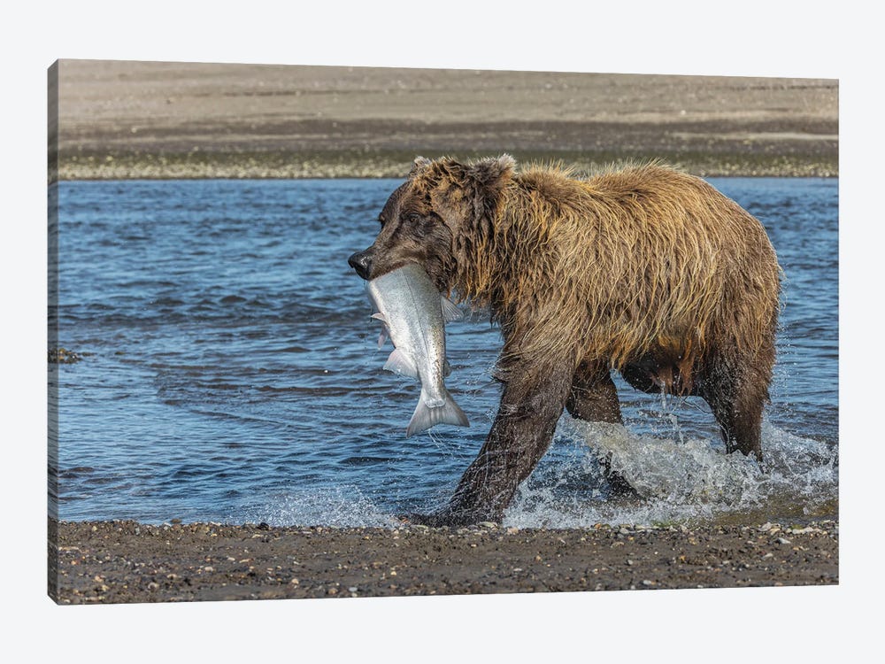 Grizzly Bear With Salmon In Mouth, Silver Salmon Creek Lake Clark National Park And Preserve, Alaska by Adam Jones 1-piece Canvas Art Print