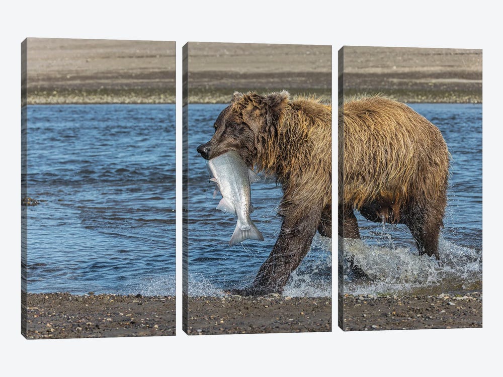 Grizzly Bear With Salmon In Mouth, Silver Salmon Creek Lake Clark National Park And Preserve, Alaska by Adam Jones 3-piece Art Print