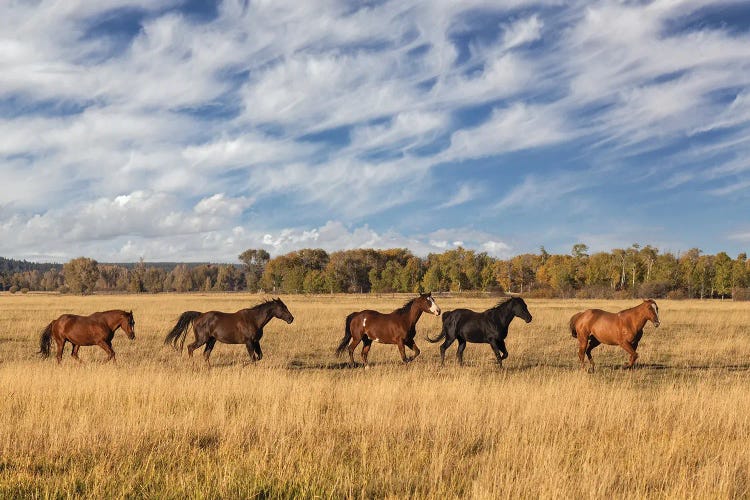 Horses Just Outside, Grand Teton National Park, Wyoming