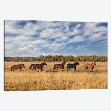 Horses Just Outside, Grand Teton National Park, Wyoming Canvas Print #AJO158} by Adam Jones Canvas Art Print